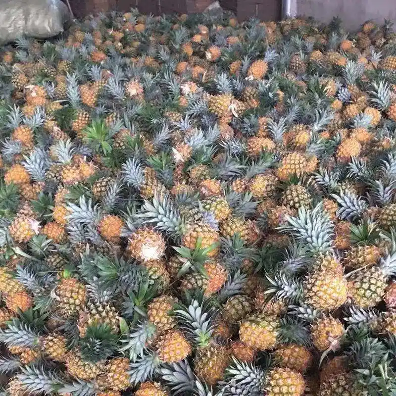 Thailand Small Pineapple Healthy Fruit Xiansghsui Pineapple Processed Fruit High quality/High cost performance  Dried Fruit Hot Sale