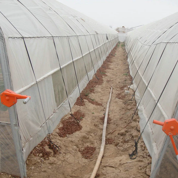 Low Cost Single Span Film Plastic Tunnel Greenhouse Agriculture Used for Growing Tomato