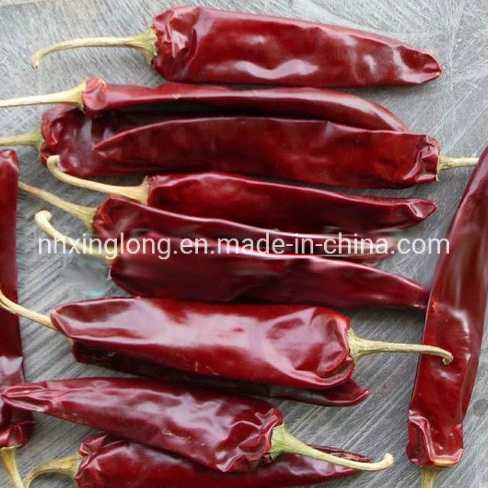 Chinese Chilli Factory/Yidu Chilli/Sweet Paprika Chilli/Dried Jinta Chili/Puya Chili/Mexico Guajillo Chili