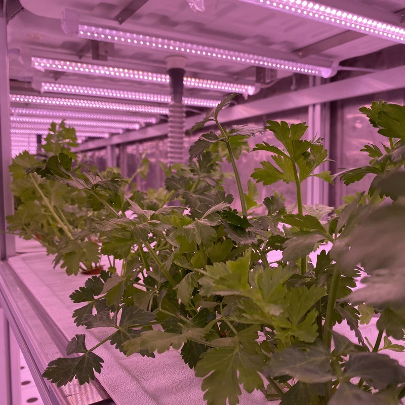 نظام النمو Hydroponic في حاويات زراعة الدفيئة بالجملة