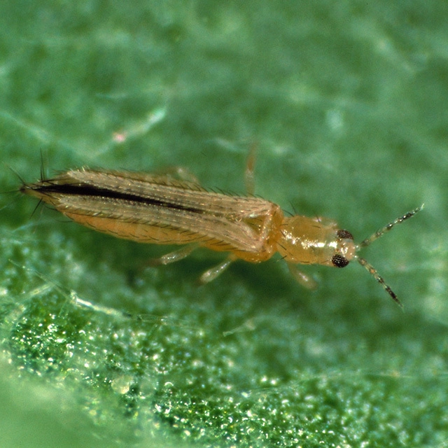 Fábrica da China Produtos químicos pimetrozine 97% TC pesticida inseticida 123312-89-0