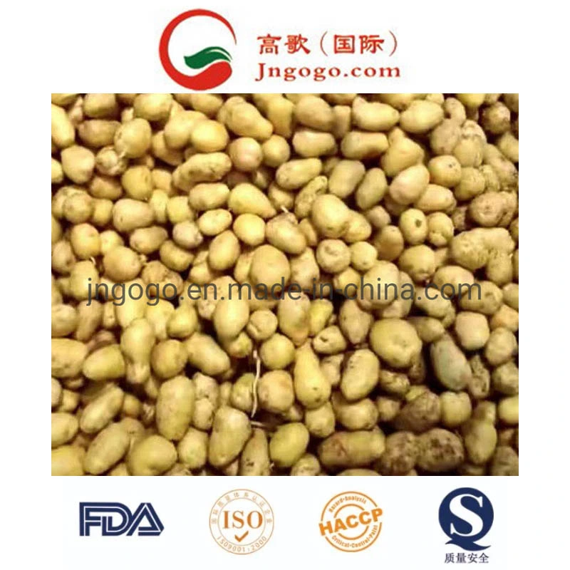 New Fresh Golden Potato Supplier