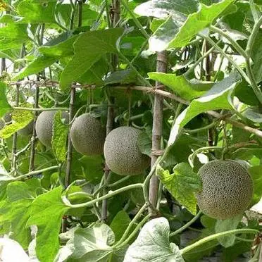 Sweet Hami Melon Seeds Musk Melon Seeds for Sowing