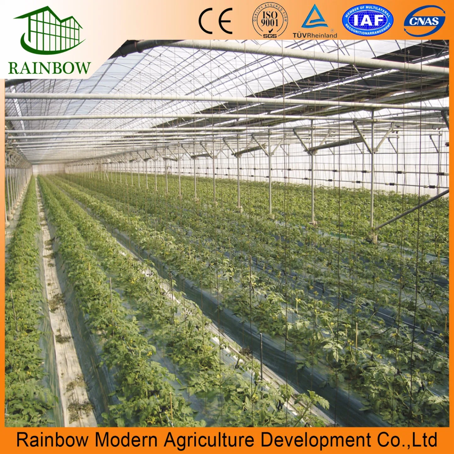 Industrial Multi Span Polytunnel Plastic Greenhouse for Uzbekistan