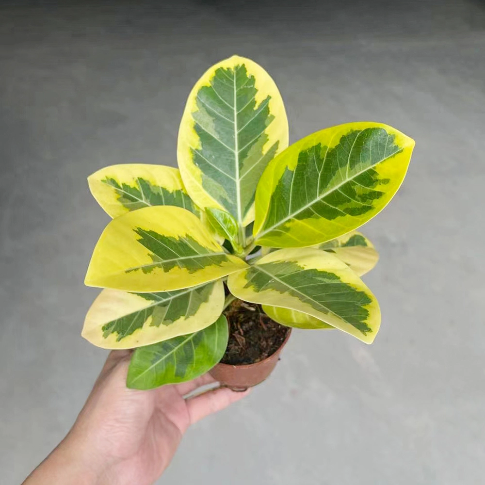 Ficus Altissima CV. Variegat Planta Real Bonsai plántulas Jardín decoración exterior