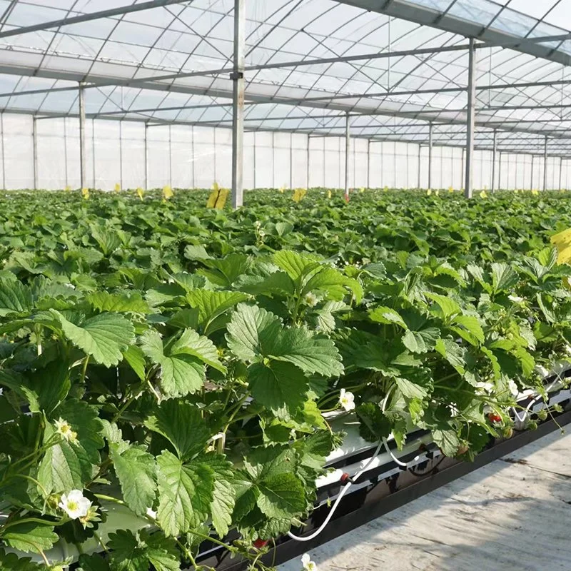 Invernadero de vidrio para el Tomate y Lechuga/Plantación de fresas con sistema de riego hidropónico