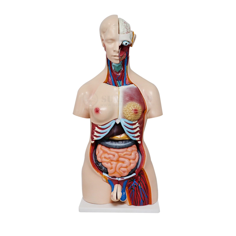 Sy-N018 Medizinisches Modell Anatomie menschliche Organe Modell männlich und weiblich Torso-Modell