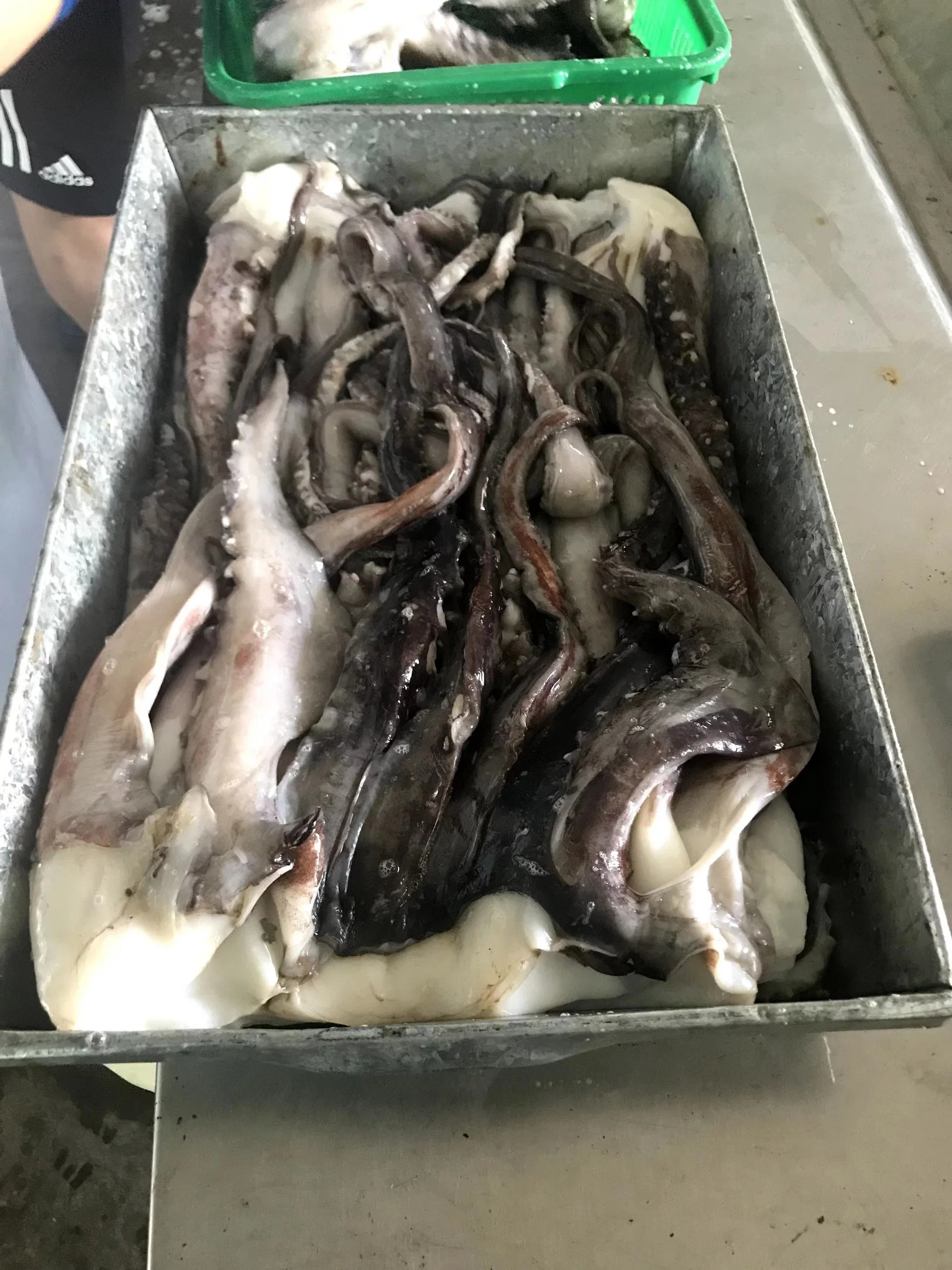 Замороженный Кальмар Tentacle/Calamari/Calamar/Calmar/о борьбе с терроризмом