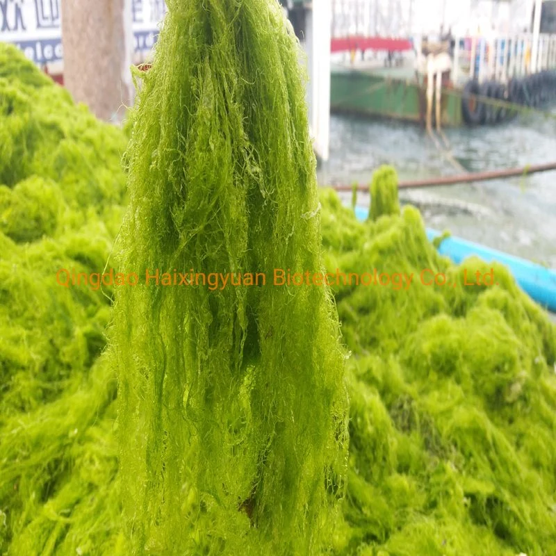 Seaweed Meal Enteromorpha Powder for Feed