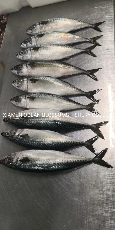 Frozen Pacific Mackerel Ocean Blossoms