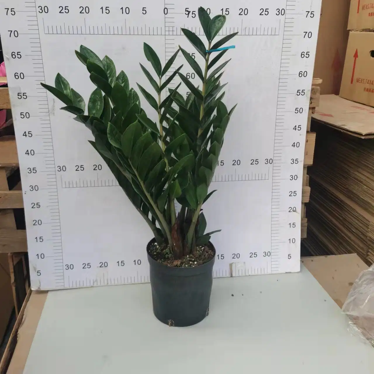 210#Zamioculcas Zamiifolia Araceae Zz Plant Flower Gardening Live Plant