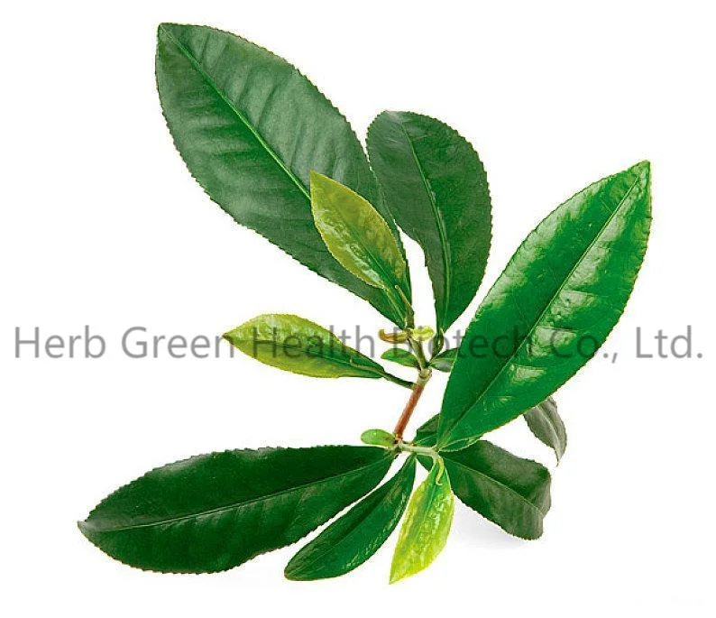 China Manufacturer Herbal Cold Soluble Beverage Bulk Price Instant Green Tea Powder