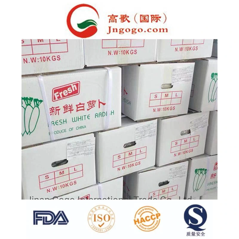 Top Quality New Crop Fresh White Radish Fresh Green Vegetables