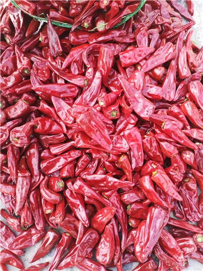 New Crop Dried Hot Chili