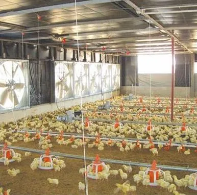 Automatische Hühnerfarm Fütterung Boden System Ausrüstung für Huhn Käfig