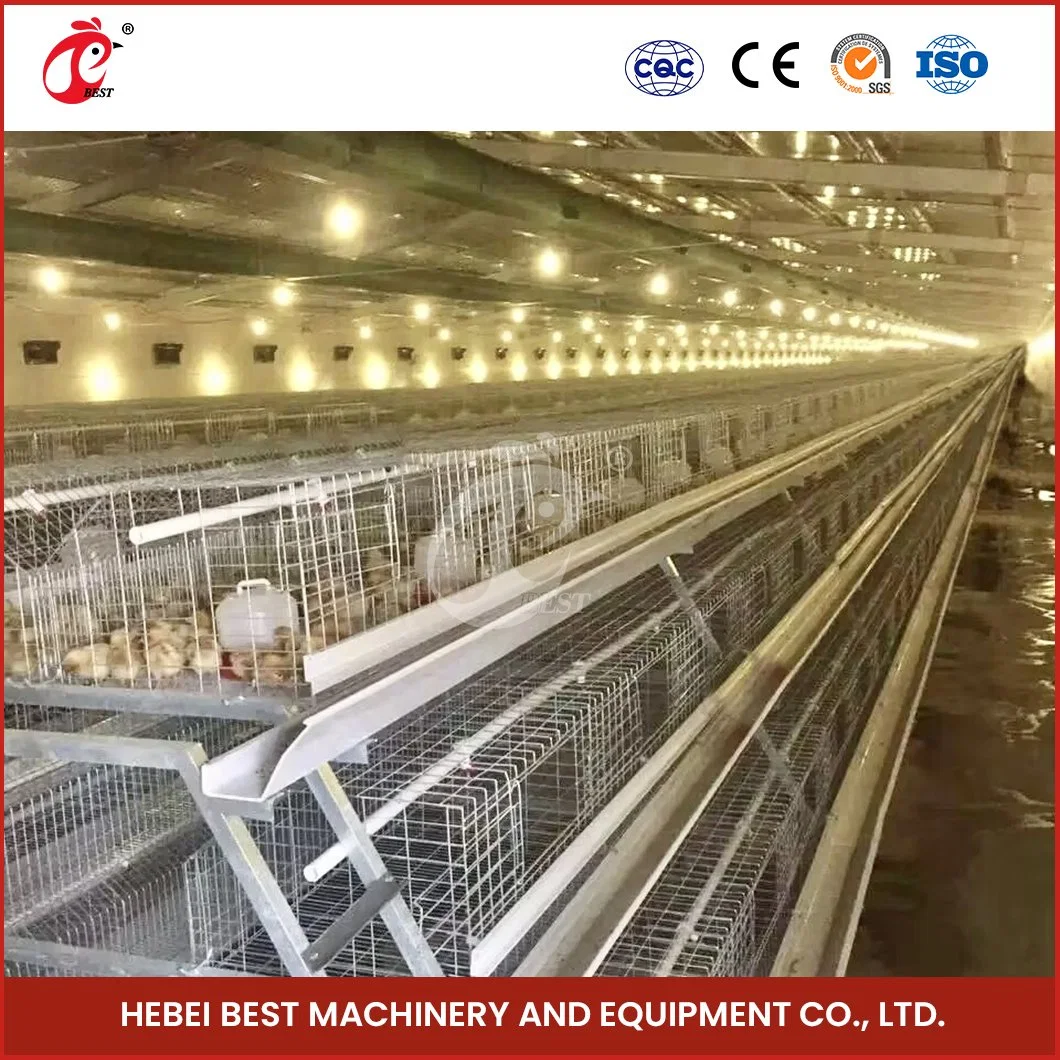 Bestchickencage a Type Baby Chicken Cage Breeder Cage China Greenhouse Baby Chicken Coop Manufacturer ODM Custom Save Space Poultry Broiler Pullet Chicken Cages