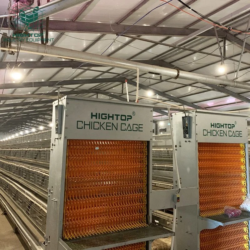 HIGHTOP 15000 Birds Capacity Automated Poultry Farm Equipment A Type Battery Chicken Cage In Ghana