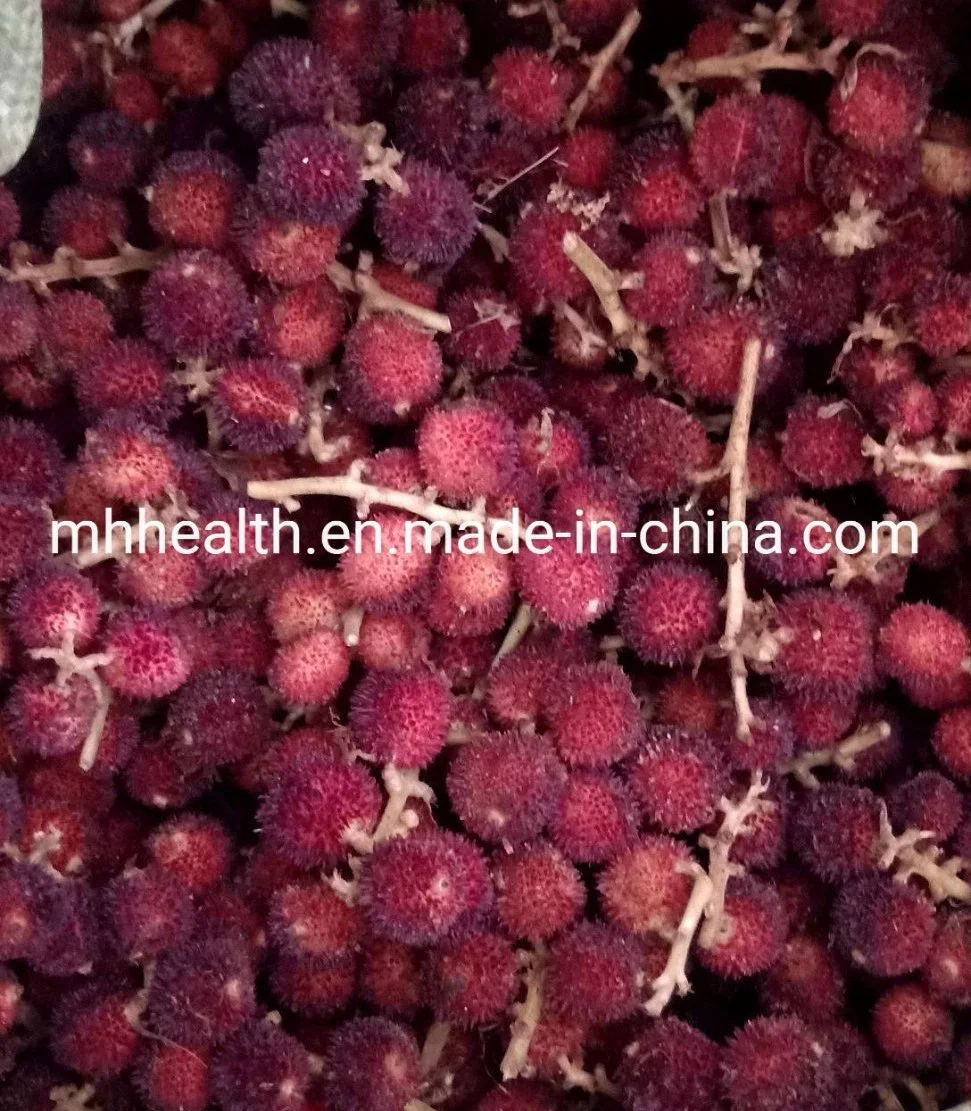 Sell 100% Pure Natural Medicine Amomum Villosum