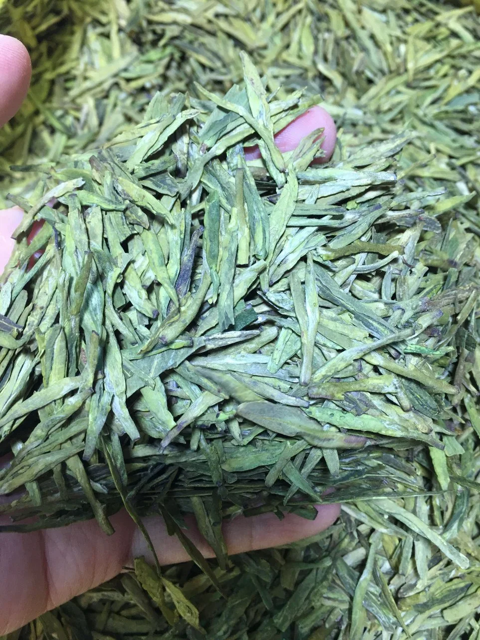O Chá Verde dragão chinês de Hangzhou Longjin City