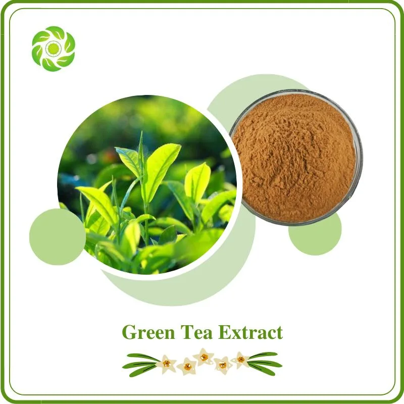 Fabrik Direkt Wettbewerbsfähige Kräuter Natürlichen Grünen Tee-Extrakt 98% Tee Polyphenole UV EGCG L-Theanin Catechine Grüner Tee Extrakt verbessern Immunität
