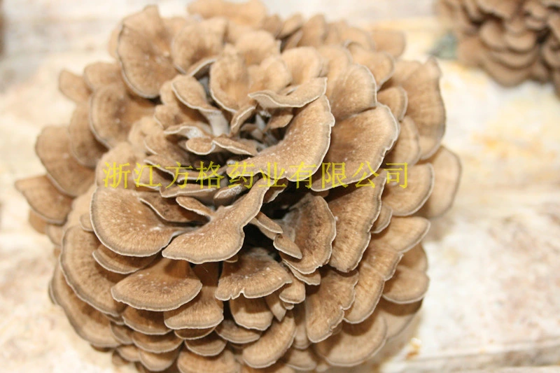 Bio Maitake Pulver; Grifola frondosa; USA &amp; EU Bio-Zertifikat; essbare und medizinische Pilz;