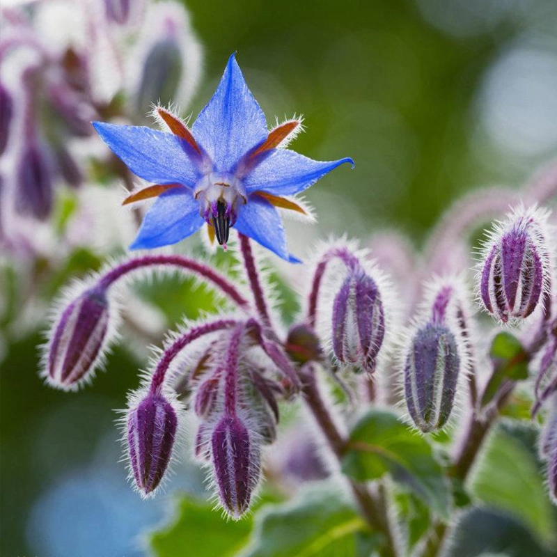 500ml Borage Seed Oil Carrier Oil Base Oil Cold Pressed Borage Oil