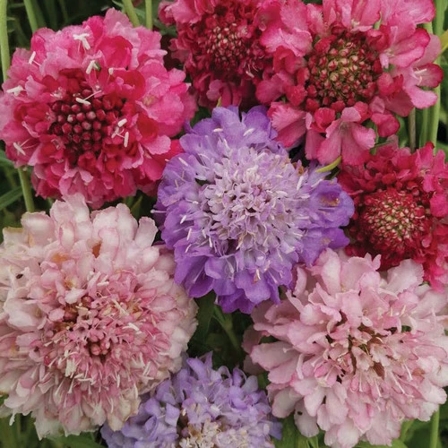 Scabiosa Atropurpurea Seeds Pincushion Flower Seeds