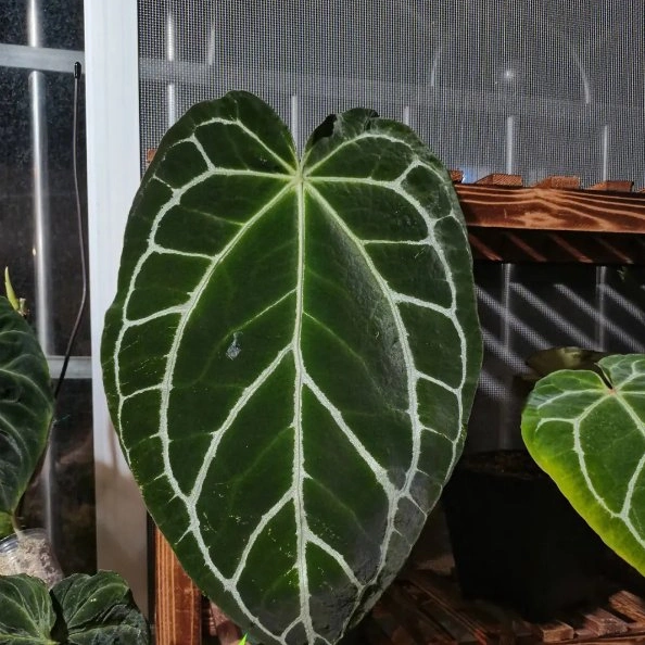 Anthurium Crystallinum Linden & Andr&eacute; Indoor Plants