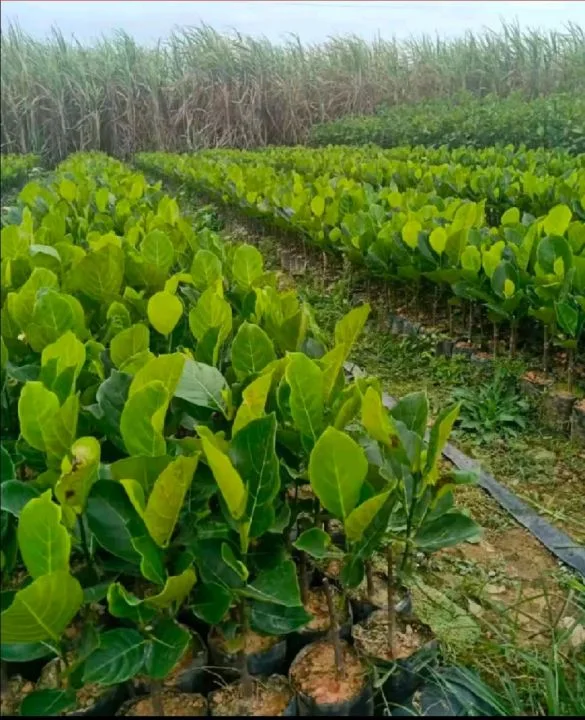 Al por mayor Vivero plantas de fruta de la chaqueta Artocarpus heterophyllus plantas de plántulas de Lam Interior y. Al aire libre Potted Green Plants Bonsai Venta de Hotsale