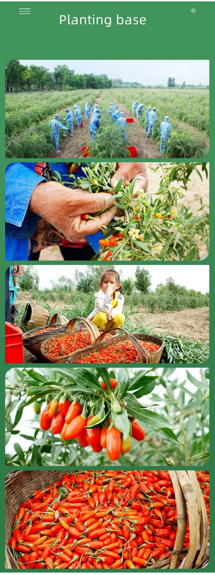 Les baies Gouji grande taille, sec, Gouqi Gouji, thé, produit biologique