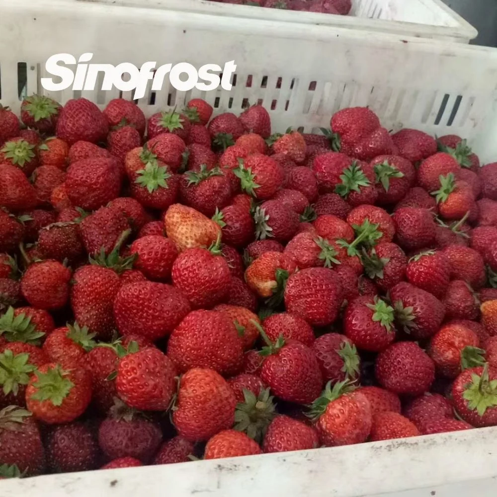 Trusted Frozen Berries Manufacturer Bulk IQF Strawberries Brokens Honey Variety Supplier