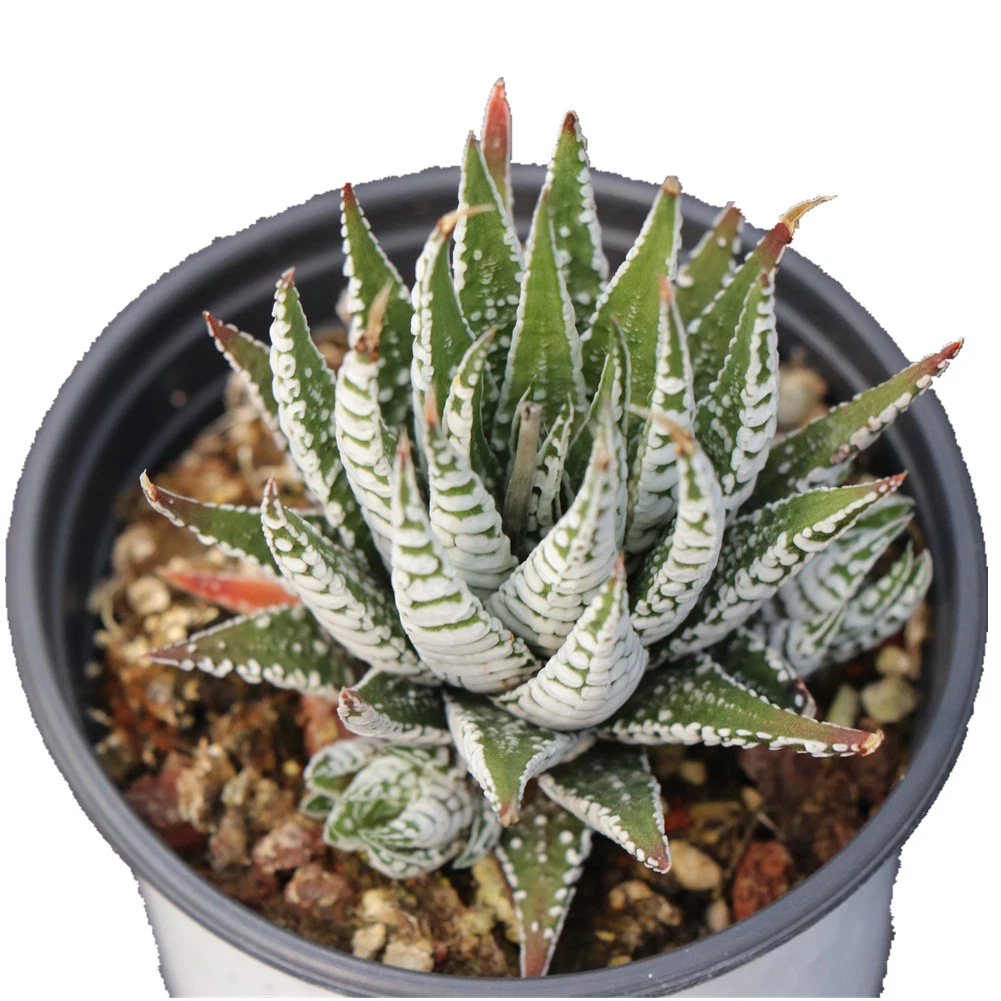 Aloe Zebrina Baker Popular Wholesale Variegated Natural Live Plants Succulents