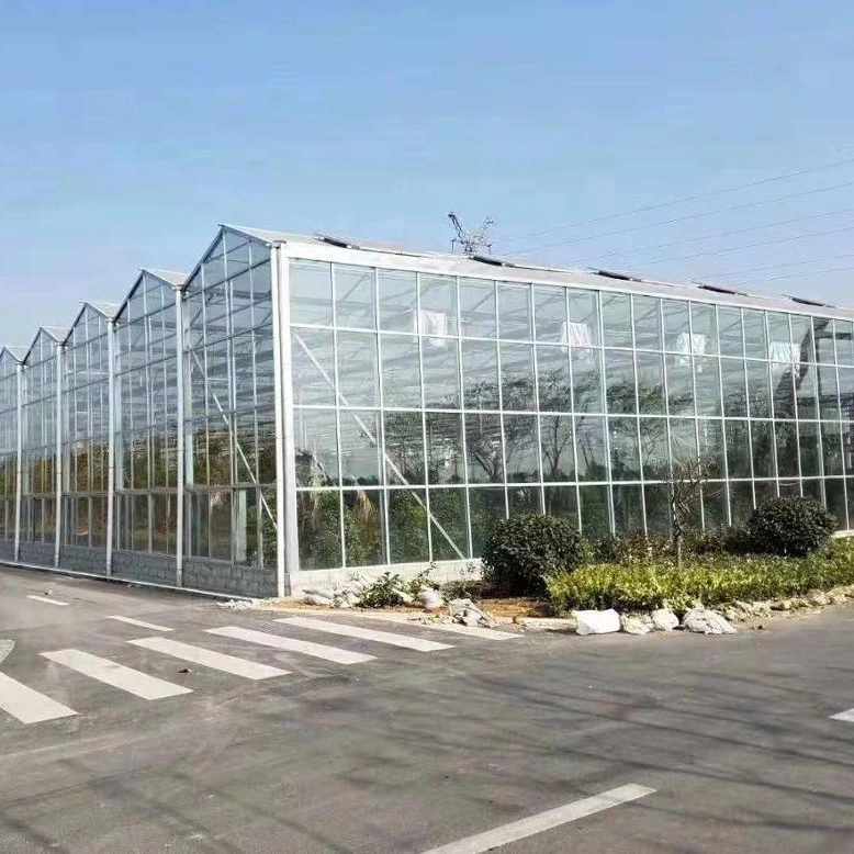 Float Glass Greenhouse with Hydroponic Growing Systems Container