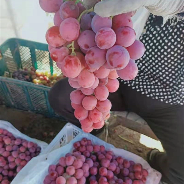 Fresh Xinjiang Good Quality Delicious Red Grapes