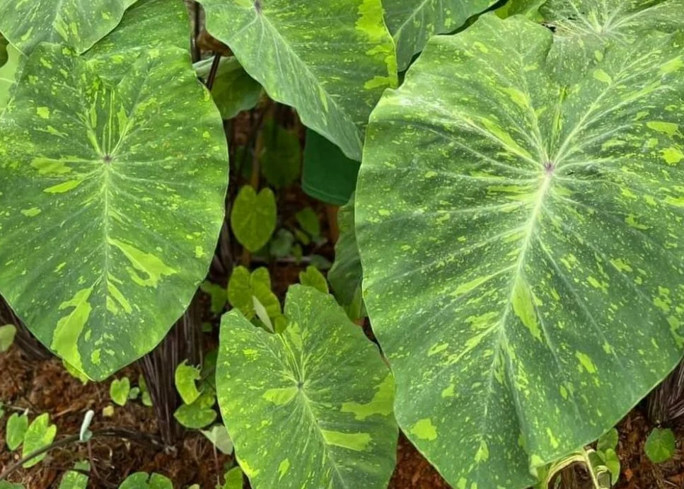 Whole Natural Plants Colocasia Electric Lime Gecko