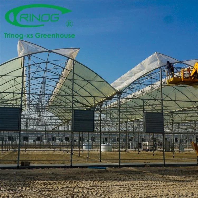 Hot Dip Galvanized Steel Frame Structure Multi-Span Film Greenhouse with Indoor Hydroponic System