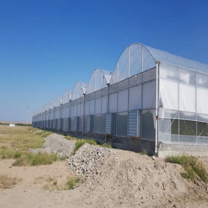 Das landwirtschaftliche Wasserkultur Polycarbonat-Blatt-Gewächshaus wachsen Systeme