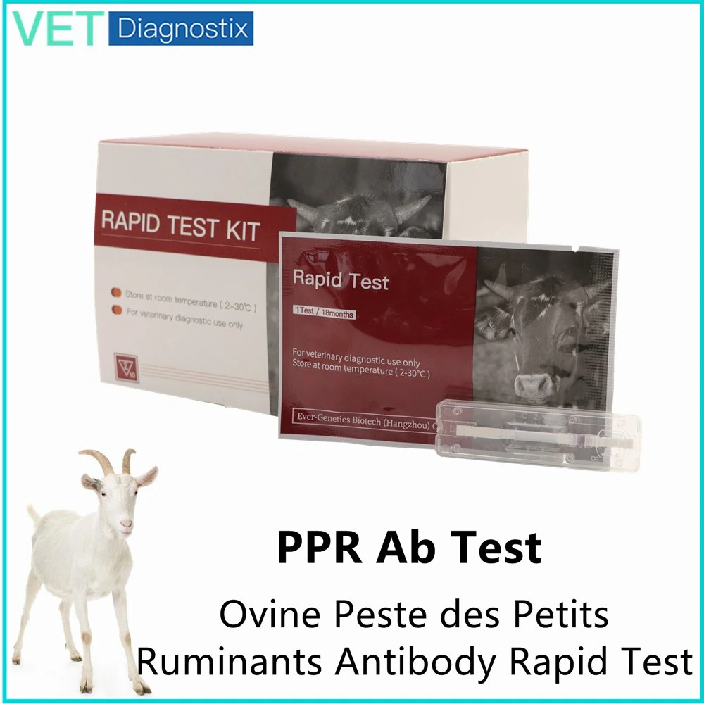 PPR Test Ab Test Rapide du Virus de la Peste des Petits Ruminants chez les Ovins