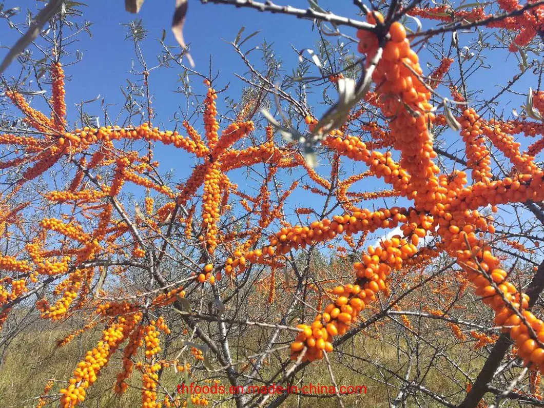 New Crop Frozen Seabuckthorn Berries