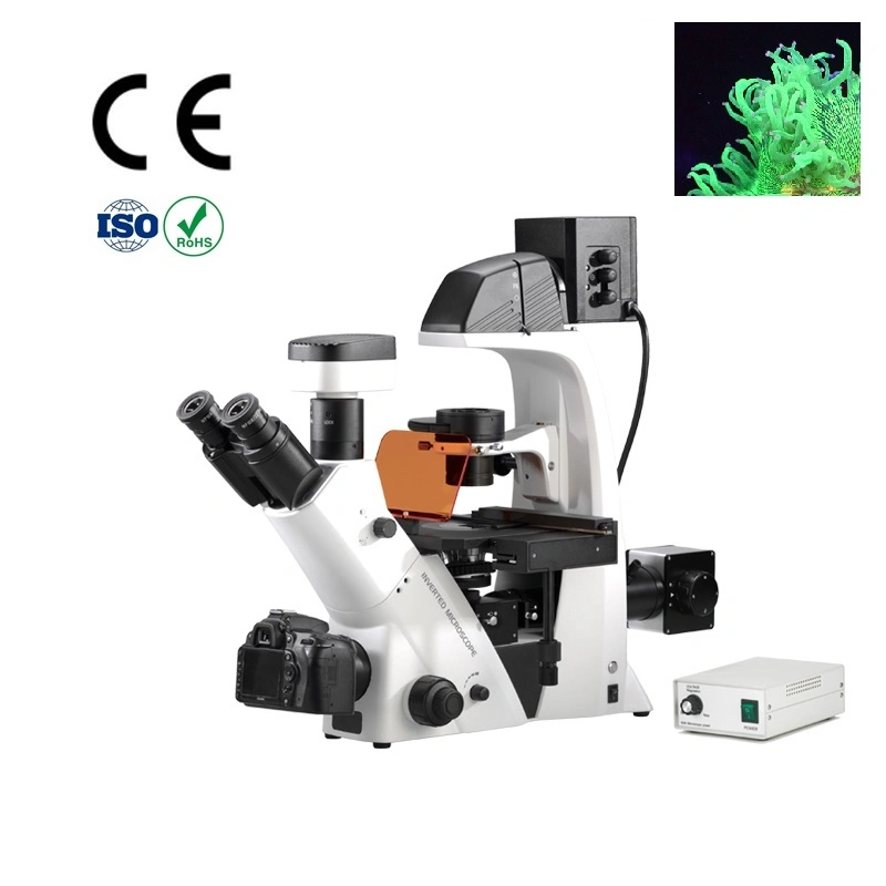 Inverted Fluorescence Microscope with Dual Photo & Video Channel Support Eyepiece / Digital Camera