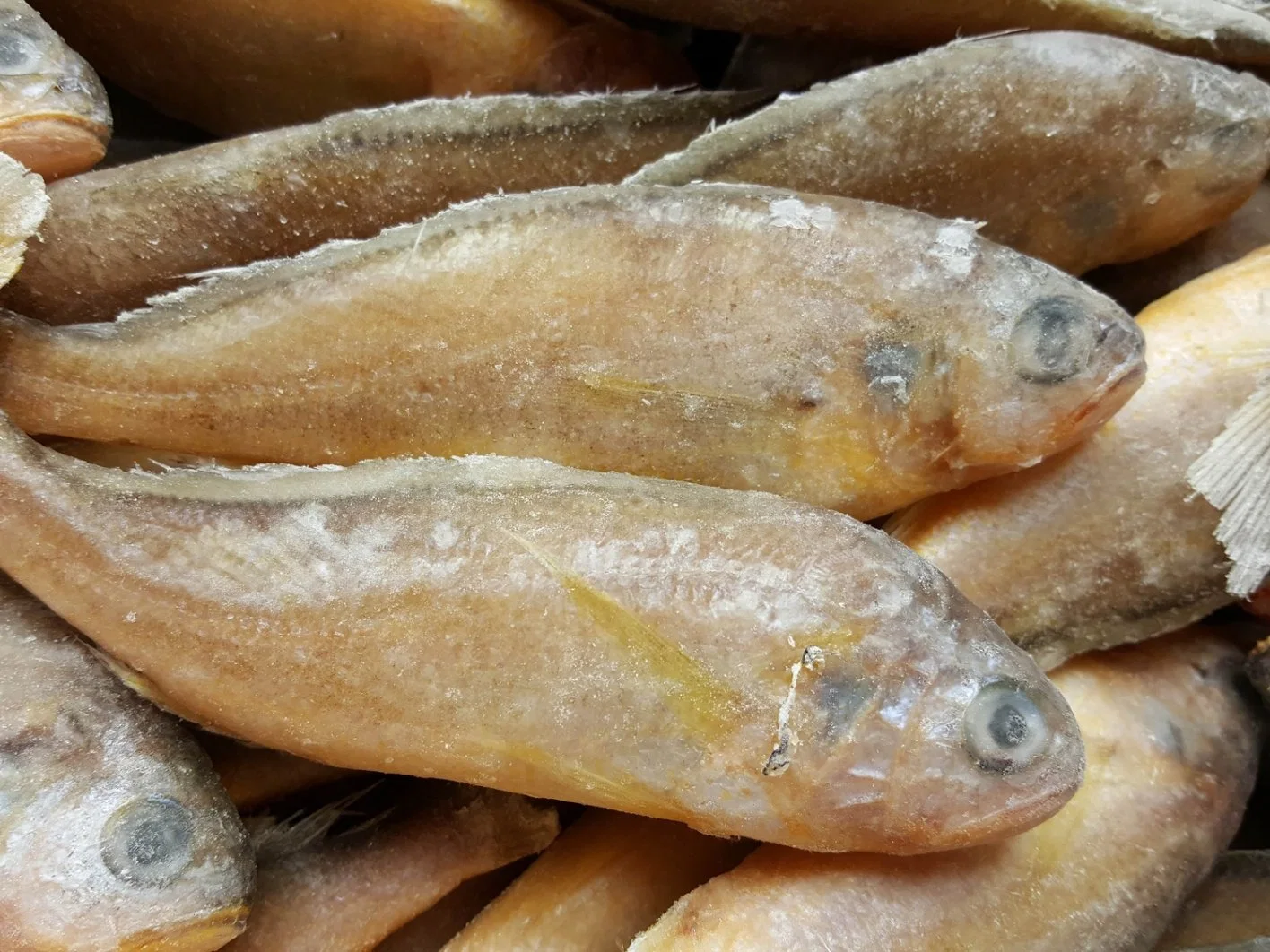 Frozen China Yellow Croaker Fish