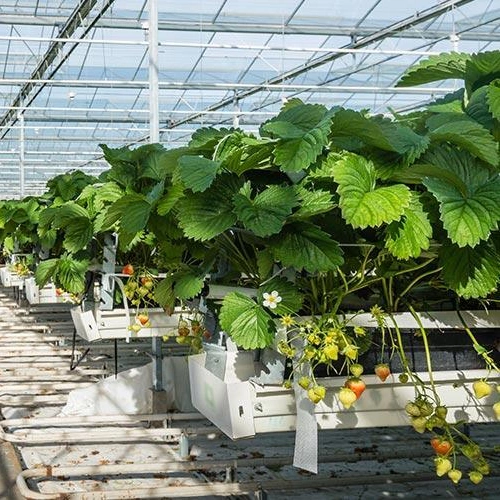 Gran actuación de efecto invernadero de vidrio para las verduras y frutas o flores