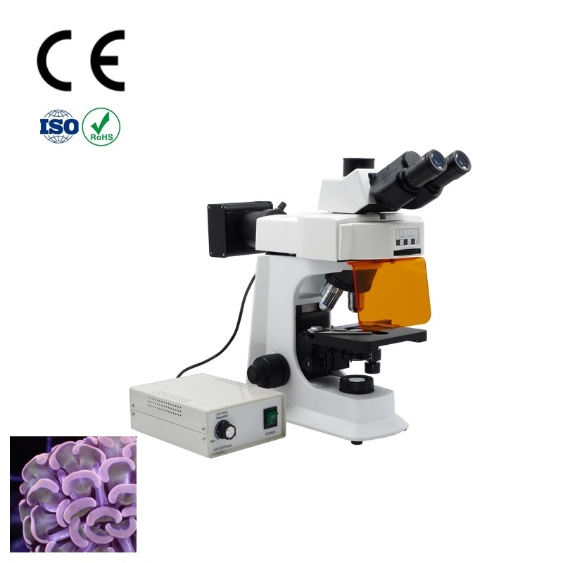 Buy Cheap Fluorescence Microscope in Original Factory