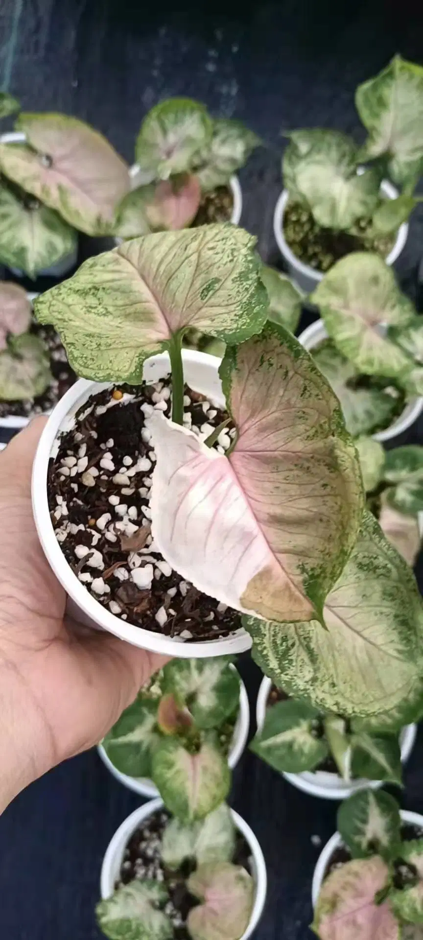 Variegated Rare Plants Syngonium Strawberry Ice