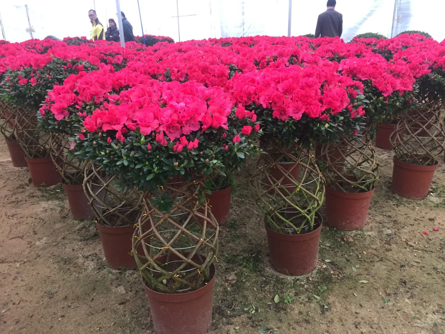 Azalea Braided Basket Shape