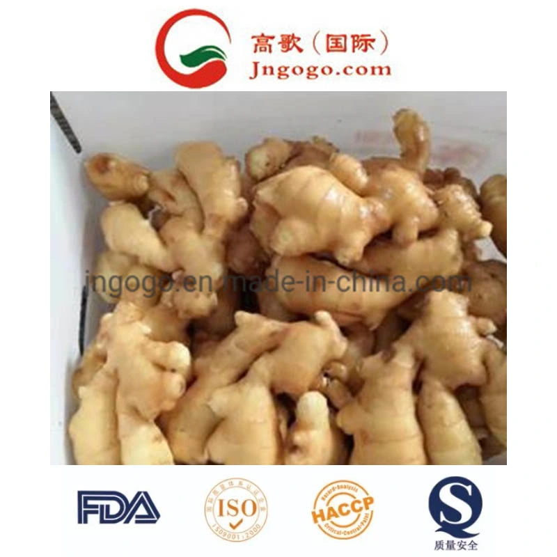 Shine Yellow Colour Fresh Ginger (100g-150g)