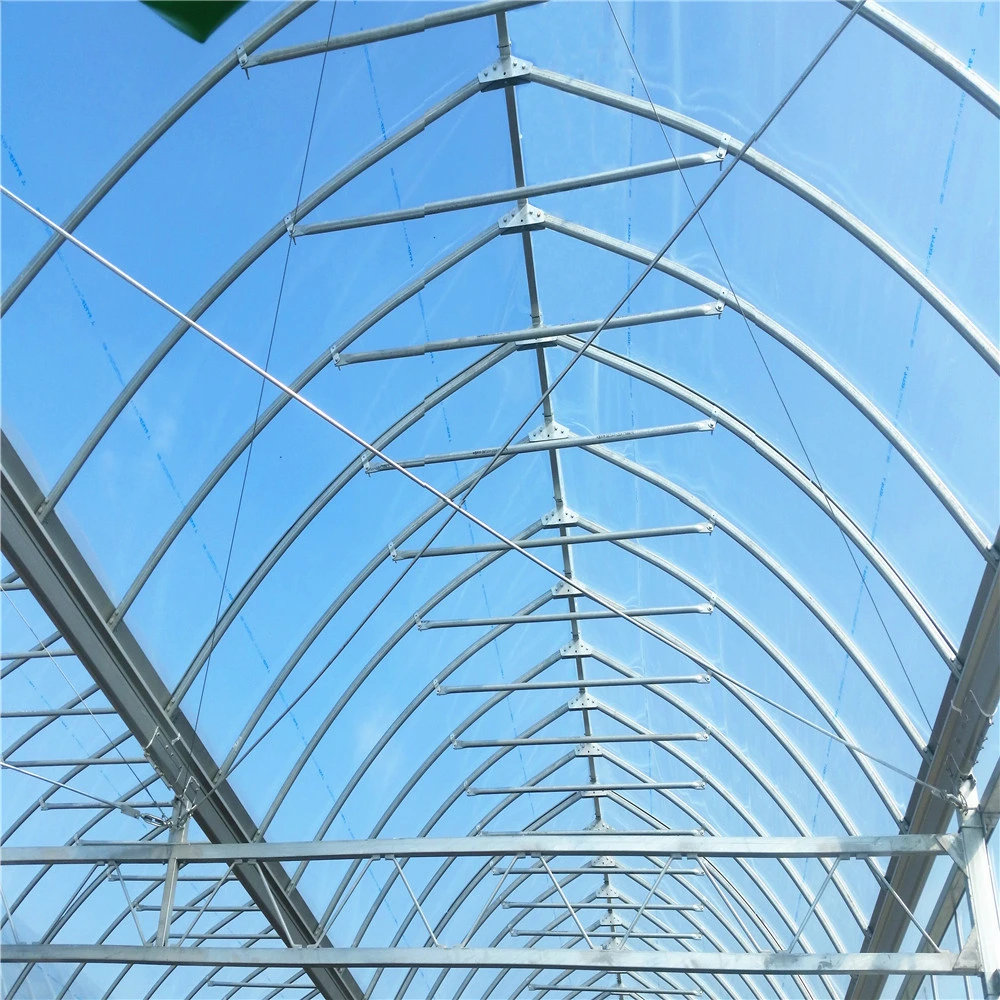 Multi Span Plastic Film Greenhouse for Flowers