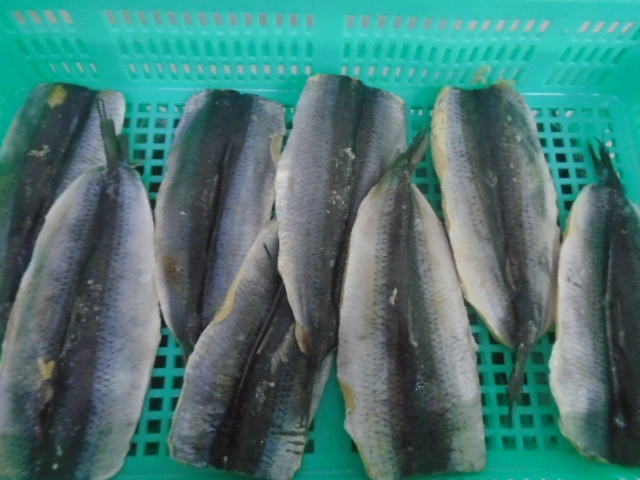 Frozen Herring Fillet, Skin on