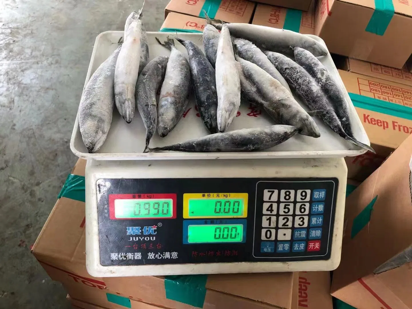 80-120g IQF Frozen North Pacific Mackerel for Indonesia Market