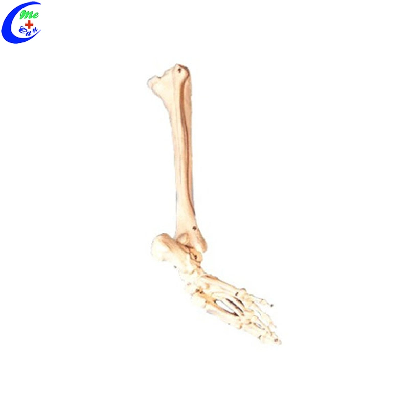 Educational Human Skeleton Hand Bone Model